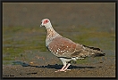 Gespikkelde Duif, Speckled Pigeon,Columba guinea Location, Tanji, the Gambia gespikkelde duif MG 3990 kopie